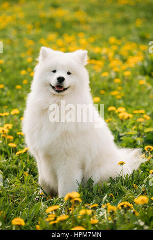 Lustige jungen weißen Samojeden Hund glücklich lächelnd oder Bjelkier, Smiley, Sammy Sit Outdoor im grünen Frühlingswiese mit gelben Blüten. Spielerische Pet im Freien. Stockfoto