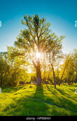 Sonne durch Branchen- und Laub der einsamen Eiche im Frühling. Laubwald-Sommer-Natur In sonniger Tag. Sonnenuntergang und Sonnenaufgangszeit. Stockfoto