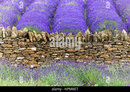 Alte Steinmauer; Lavendel-Feld in Somerset, England Stockfoto