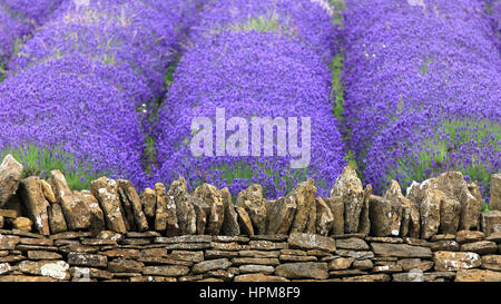 Alte Steinmauer; Lavendel-Feld in Somerset, England Stockfoto