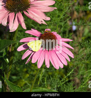 Gemeinsamen Schwefel Schmetterling, Colias Philodice und Goldrute Soldat Beetle, Chauliognathus Pennsylvanicus auf Sonnenhut Stockfoto