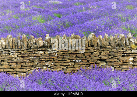 Alte Steinmauer; Lavendel-Feld in Somerset, England Stockfoto