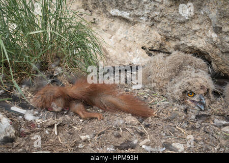 Hibou Juvénile au Nid À Côté d ' une Carcasse d'Écureuil. Bubo Bubo. Stockfoto