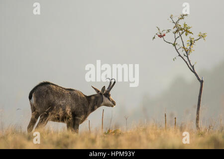 Alpine chamoise Stockfoto