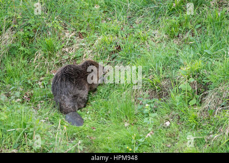 Beaver. Castor fiber. Stockfoto