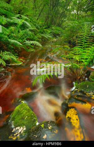 Red River durch üppigen Regenwald in der Garden Route National Park in Südafrika. Stockfoto