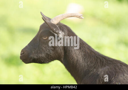 Steinbock in Skopje zoo Stockfoto