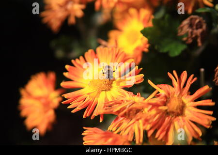 Biene auf gelbe Blume im Park sitzend Stockfoto