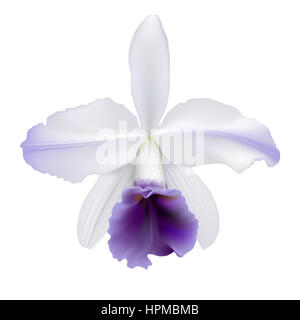 Orchidee.  Digitale Illustration eine tropische Orchidee Lc. Gaskell-Pumila "Azure Star", mit weißen Blütenblättern und lila Lippe auf weißem Hintergrund. Stockfoto