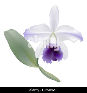 Orchidee.  Digitale Illustration eine tropische Orchidee Lc. Gaskell-Pumila "Azure Star", mit weißen Blütenblättern und lila Lippe auf weißem Hintergrund. Stockfoto