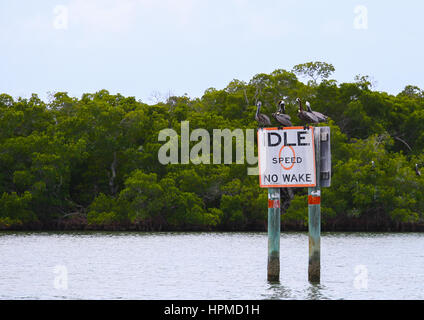 Fort Myers Beach, USA - 11. Mai 2015: Eine Gruppe von braune Pelikane sitzen und ruhen auf einem Tempolimit-Schild in den Gewässern des Estero Bay. Stockfoto