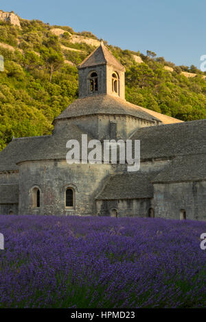 Lavendelfelder in der Abbaye de Senanque in der Nähe von Gordes in Provence, Frankreich. Stockfoto