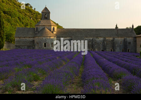 Lavendelfelder in der Abbaye de Senanque in der Nähe von Gordes in Provence, Frankreich. Stockfoto