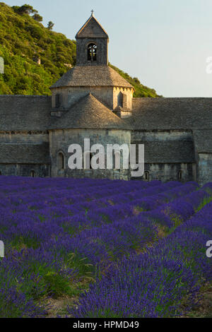 Lavendelfelder in der Abbaye de Senanque in der Nähe von Gordes in Provence, Frankreich. Stockfoto