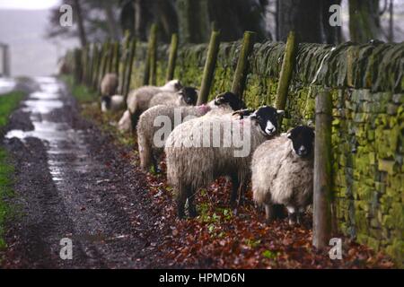 Schafe Schutz hinter einer Mauer bei starkem Regen während Sturm Doris, Peak District, Sheffield, UK. Stockfoto