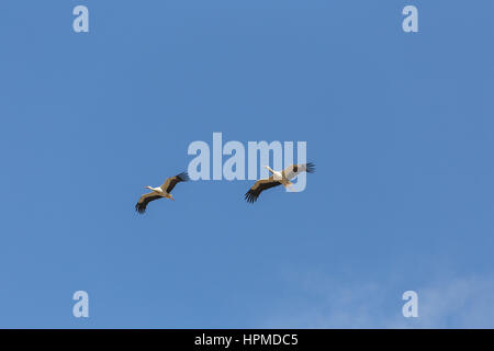 Weißstorch (Ciconia Ciconia) schweben auf Thermik. Stockfoto