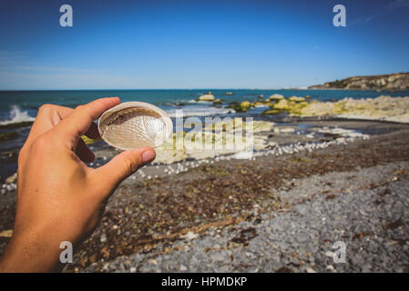 Hand, die Schale am Strand von Kaikoura, Neuseeland Stockfoto