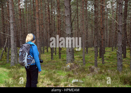 Einsame Frau Wanderer im Inshriach Wald auf dem Ost-Highland-Way in der Nähe von Kincraig Speyside in den schottischen Highlands, Schottland, Großbritannien. Stockfoto