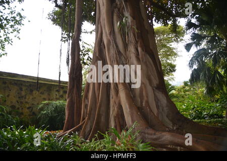 Ein Banyan, auch manchmal in der Schreibweise "banian' ist ein Bild, dass beginnt sein Leben als Epiphyt. Jardin Botanico in Puerto de la Cruz, Teneriffa. Stockfoto