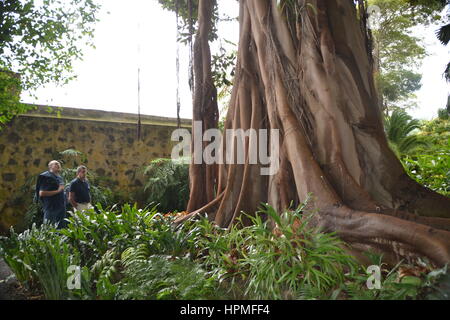 Ein Banyan, auch manchmal in der Schreibweise "banian' ist ein Bild, dass beginnt sein Leben als Epiphyt. Jardin Botanico in Puerto de la Cruz, Teneriffa. Stockfoto