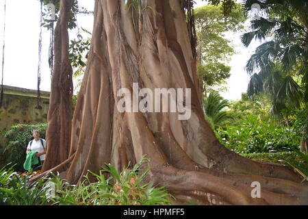 Ein Banyan, auch manchmal in der Schreibweise "banian' ist ein Bild, dass beginnt sein Leben als Epiphyt. Jardin Botanico in Puerto de la Cruz, Teneriffa. Stockfoto