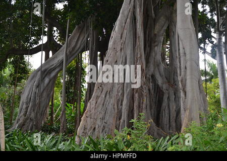 Ein Banyan, auch manchmal in der Schreibweise "banian' ist ein Bild, dass beginnt sein Leben als Epiphyt. Jardin Botanico in Puerto de la Cruz, Teneriffa. Stockfoto