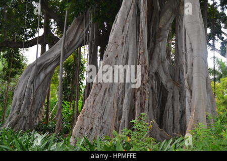 Ein Banyan, auch manchmal in der Schreibweise "banian' ist ein Bild, dass beginnt sein Leben als Epiphyt. Jardin Botanico in Puerto de la Cruz, Teneriffa. Stockfoto