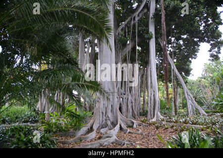 Ein Banyan, auch manchmal in der Schreibweise "banian' ist ein Bild, dass beginnt sein Leben als Epiphyt. Jardin Botanico in Puerto de la Cruz, Teneriffa. Stockfoto