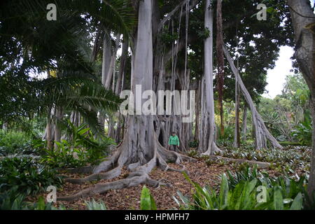 Ein Banyan, auch manchmal in der Schreibweise "banian' ist ein Bild, dass beginnt sein Leben als Epiphyt. Jardin Botanico in Puerto de la Cruz, Teneriffa. Stockfoto