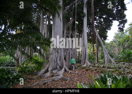 Ein Banyan, auch manchmal in der Schreibweise "banian' ist ein Bild, dass beginnt sein Leben als Epiphyt. Jardin Botanico in Puerto de la Cruz, Teneriffa. Stockfoto