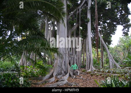 Ein Banyan, auch manchmal in der Schreibweise "banian' ist ein Bild, dass beginnt sein Leben als Epiphyt. Jardin Botanico in Puerto de la Cruz, Teneriffa. Stockfoto