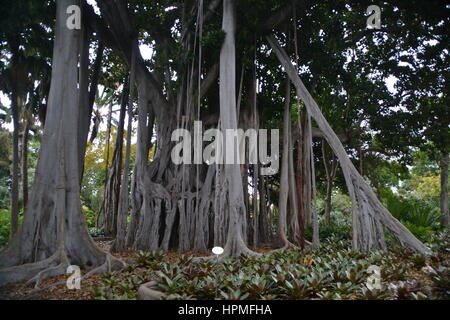 Ein Banyan, auch manchmal in der Schreibweise "banian' ist ein Bild, dass beginnt sein Leben als Epiphyt. Jardin Botanico in Puerto de la Cruz, Teneriffa. Stockfoto