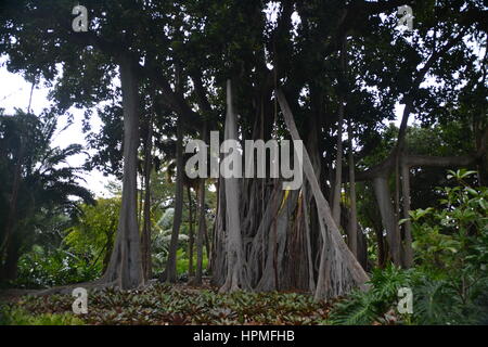 Ein Banyan, auch manchmal in der Schreibweise "banian' ist ein Bild, dass beginnt sein Leben als Epiphyt. Jardin Botanico in Puerto de la Cruz, Teneriffa. Stockfoto