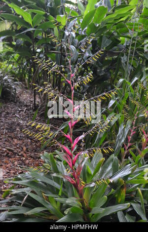 Jardin Botanico in Puerto de la Cruz, Teneriffa. vielen netten grünen und blühenden Pflanzen, mächtigen alten Bäumen. Stockfoto