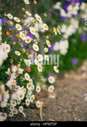 Erigeron karvinskianus Stockfoto