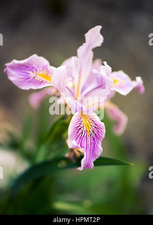 Iris Innominata lila und weißen Ader Blütenblatt mit gelben Streifen auf weichen grünen und grauen Hintergrund Stockfoto