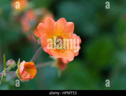 Geum Totally Tangerine Orange Blume mit gelben Zentrum auf grünem Hintergrund Stockfoto