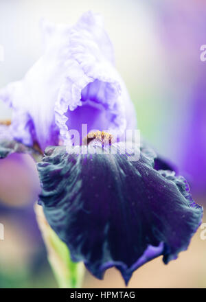 Hohen Bartiris gefährliche Stimmung blass blau dunkel blau gelb Nervenkitzel Stockfoto