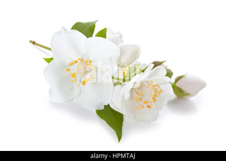 Blüten von Jasmin, die isoliert auf weißem Hintergrund. Stockfoto