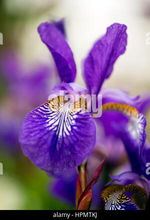 Iris Sibirica RHS Chelsea englischer Garten lila weiße gelbe Blume Stockfoto