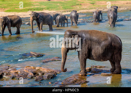 Elefanten-Pack Baden im Fluss. Nationalpark. Pinnawala Elephant Orphanage. Sri Lanka. Stockfoto