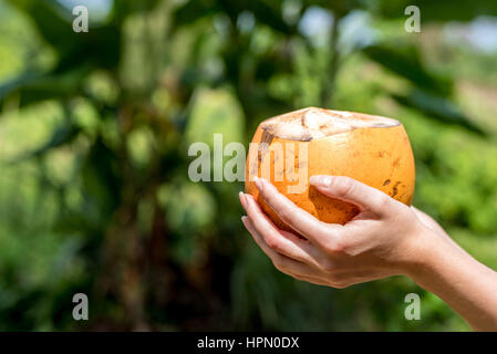 Nahaufnahme von schönen weiblichen Händen mit orange Kokosnuss Stockfoto
