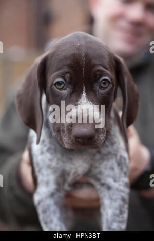 SURREY, VEREINIGTES KÖNIGREICH. Jim Hannon, 41, der Roburretreat Zwinger (mit Sitz in Farnham, Surrey), hält einen fünf Wochen alten Deutsch Short Haired Pointer Welpen. Stockfoto