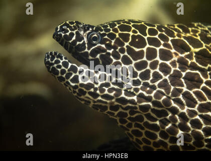 Geschnürte Muräne (Gymnothorax Favagineus) mit Mund öffnen. Fisch, aka die Leopard Moray, tesselieren Moray oder Honeycomb Moray in Familie Muraenidae Stockfoto