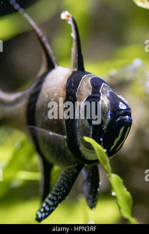 Banggai Kardinal Fische (Pterapogon Kauderni). Kleine vom Aussterben bedrohten tropischen Kardinalbarschen in der Familie Apogonidae im tropischen Meerwasseraquarium unter Unkraut Stockfoto