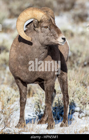 Bighorn Schafe Ram während der Brunft mit ein wenig Schnee auf Boden Stockfoto