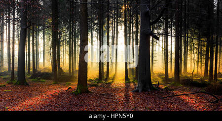 Morgen-Stimmung in einem Wald zwischen Friedeburg und Wittmund Stockfoto