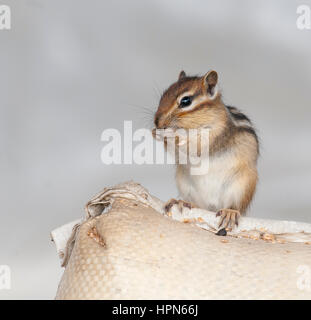 Sibirische Streifenhörnchen auf Getreide Tasche Essen Weizen auf der farm Stockfoto