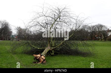 Ein umstürzenden Baum am Thackerys Lane Erholung Boden in Nottingham, wie Flüge wurden abgesagt und Pendler wurden gewarnt, dass sie Verzögerungen konfrontiert, nachdem Sturm Doris fast 90 km/h auf dem Weg zum Teig Großbritannien erreicht. Stockfoto