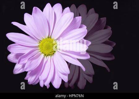 Schuss Bloodming Daisy hautnah Stockfoto